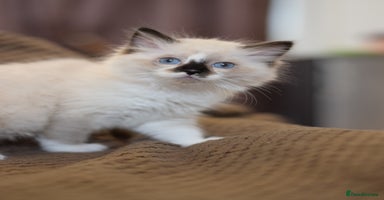 Ragdoll cats - Advert 5