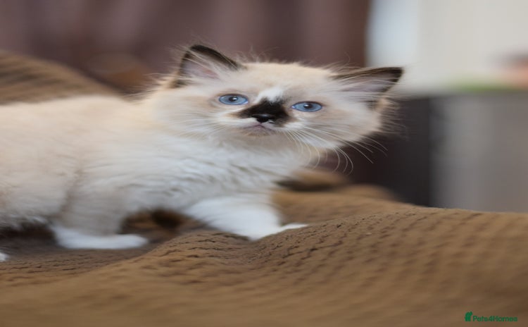 Ragdoll cats - Advert 4