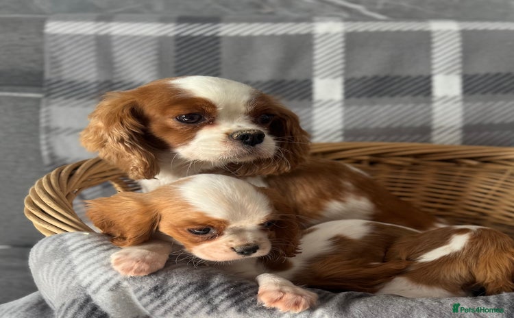 Cavalier King Charles Spaniel dogs - Advert 10