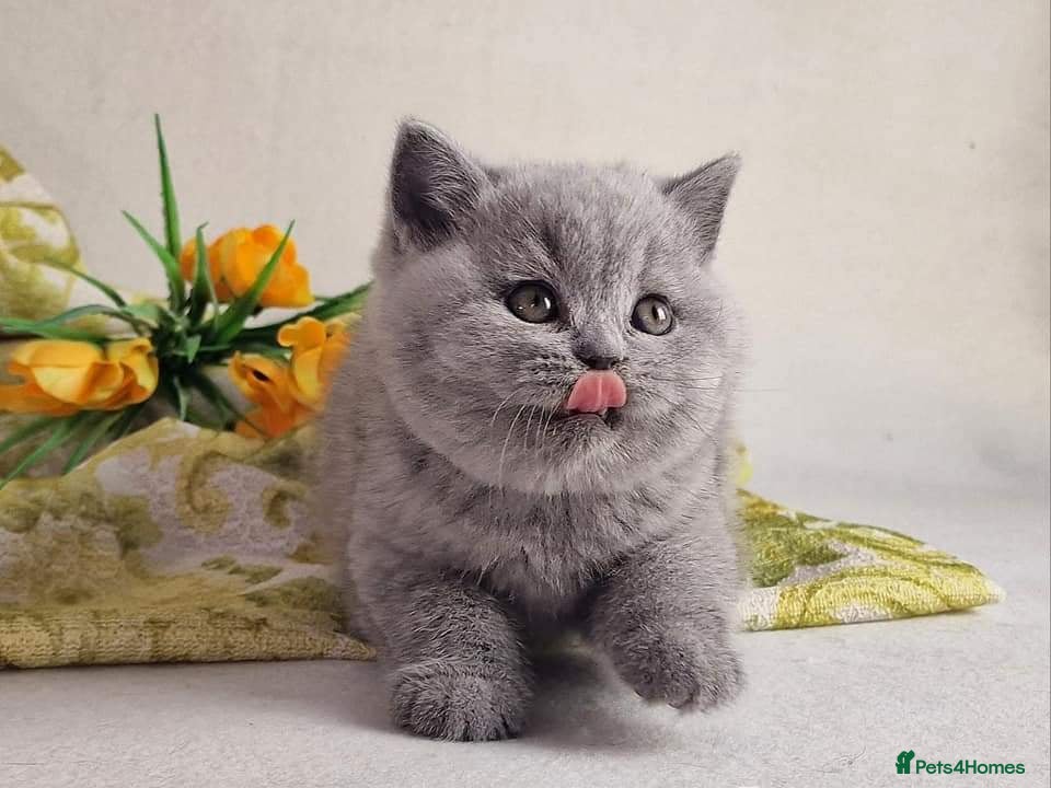 British Shorthair cats Blue British shorthairs kittens with GCCFpedigree - Advert 1