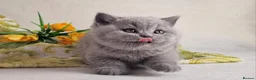 British Shorthair cats for sale: Blue British shorthairs kittens with GCCFpedigree in Taunton - Advert 1