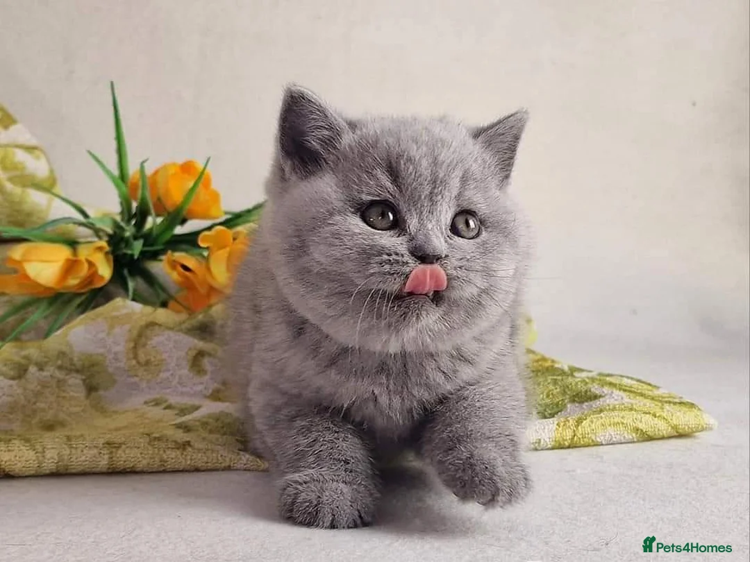British Shorthair cats for sale: Blue British shorthairs kittens with GCCFpedigree in Taunton - Advert 1