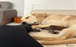 Golden Retriever dogs for sale: 7 month old Puppy looking for a Special Home  - Image 5