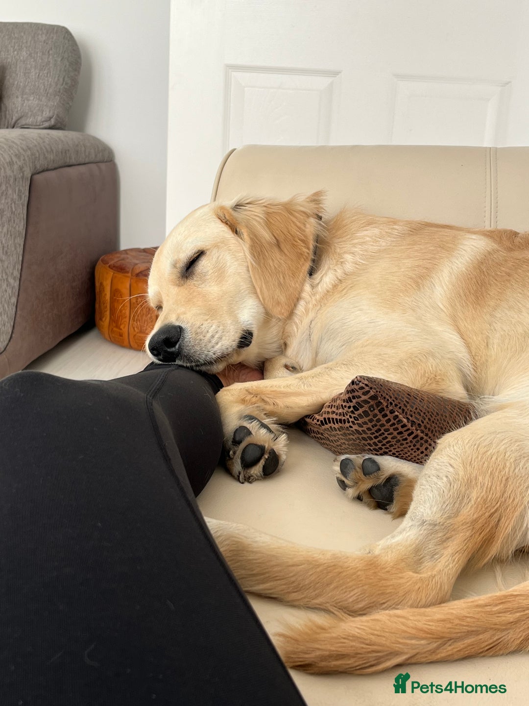 Golden Retriever dogs for sale: 7 month old Puppy looking for a Special Home  - Image 5