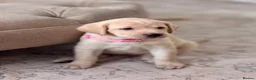 Labrador Retriever dogs for sale: Chunky yellow Labrador pups  - Advert 16