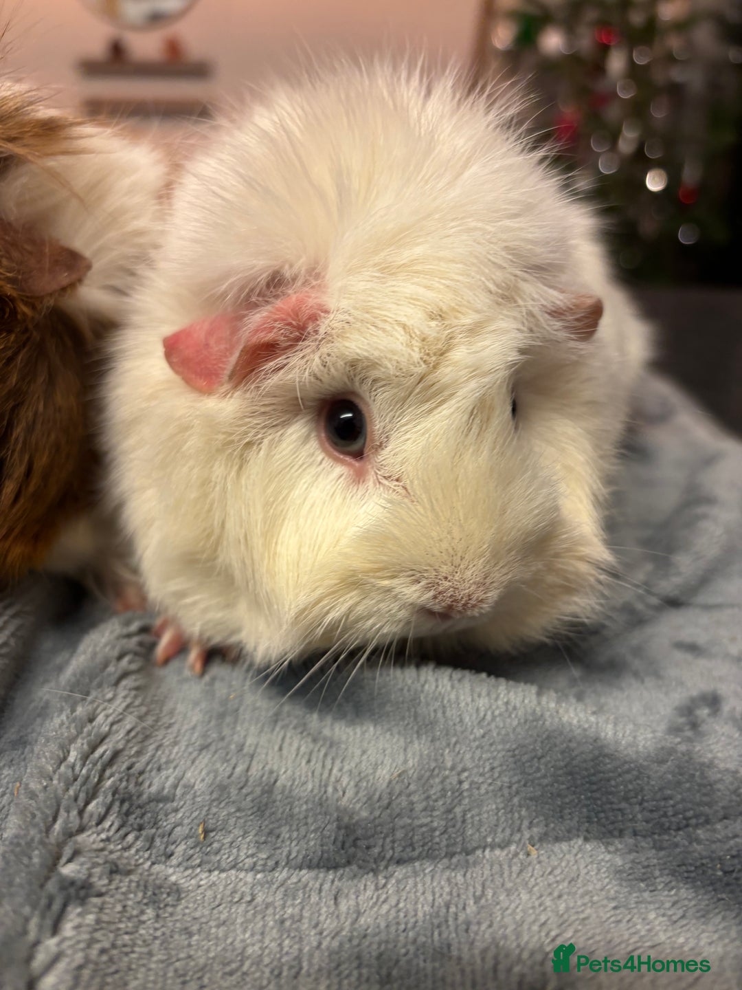 Guinea Pig rodents for sale: Two beautiful girls for sale  - Advert 10