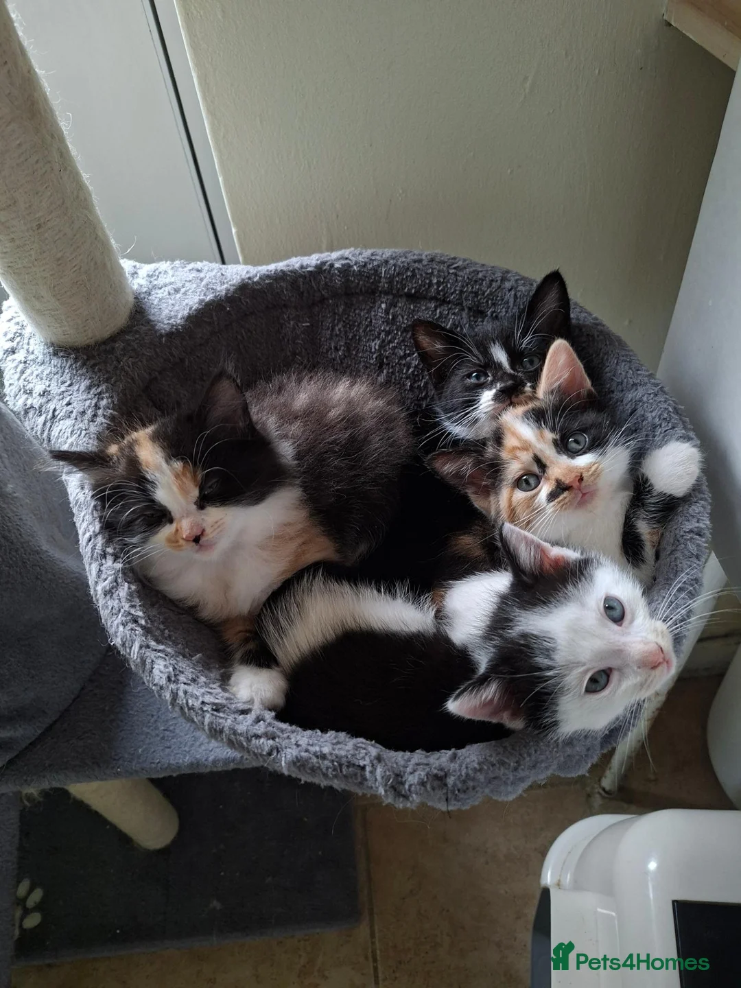 Mixed Breed cats for sale: Lovely little kittens  in Saxmundham - Advert 2