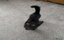 Mixed Breed cats for sale: Four mixed kittens for sale near colchester - Image 9