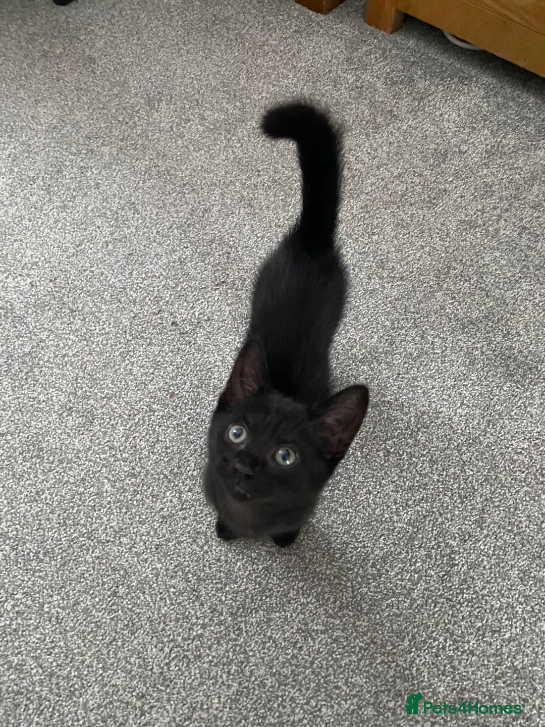 Mixed Breed cats for sale: Four mixed kittens for sale near colchester - Image 9