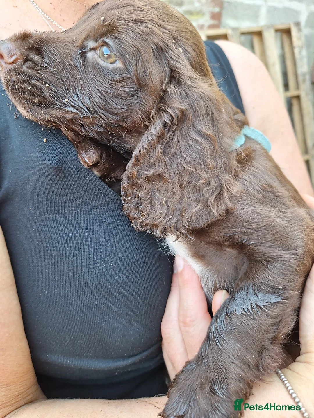 Sprocker dogs for sale: Sprocker puppies  in Plymouth - Advert 5
