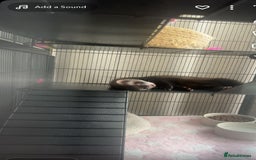 Ferret rodents for sale: Male ferret, with cage and full set up.  - Image 3