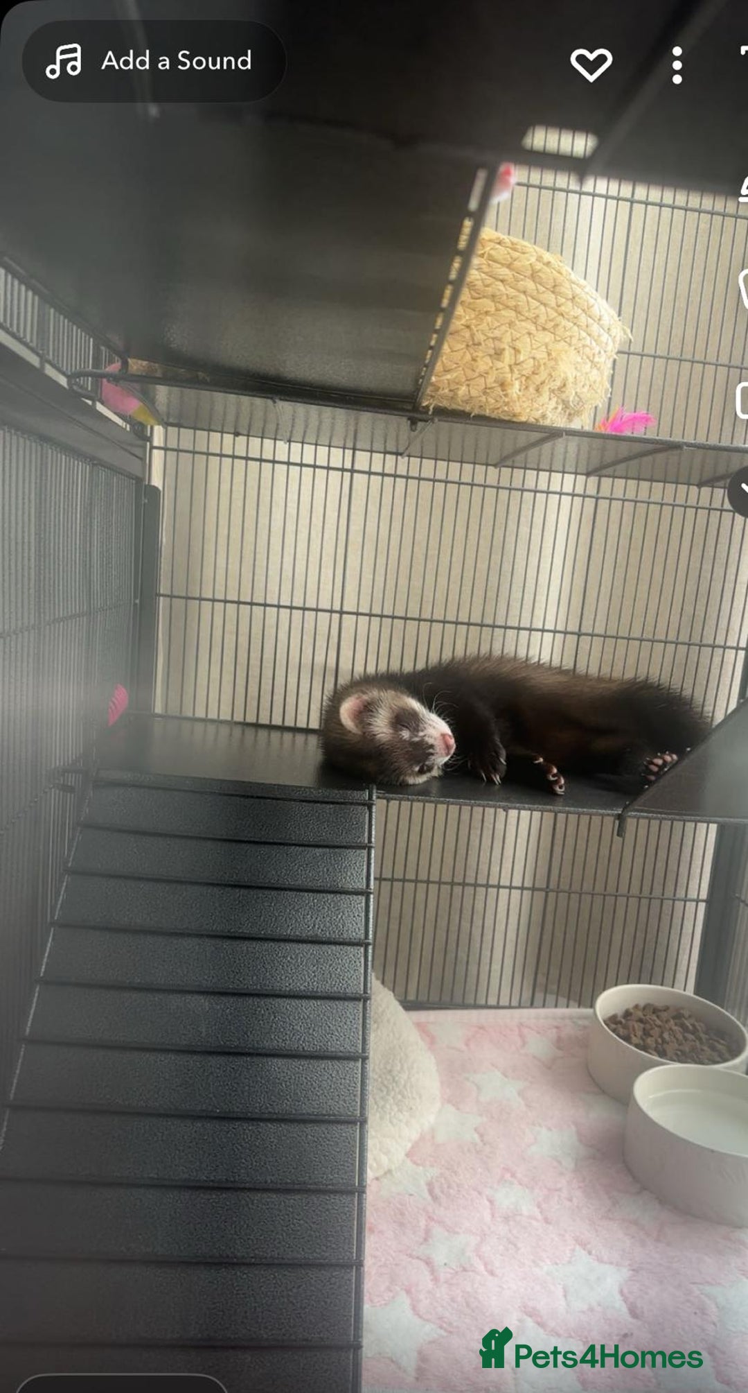 Ferret rodents for sale: Male ferret, with cage and full set up.  - Image 3