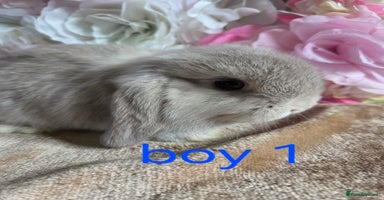 Mini Lop rabbits - Advert 3