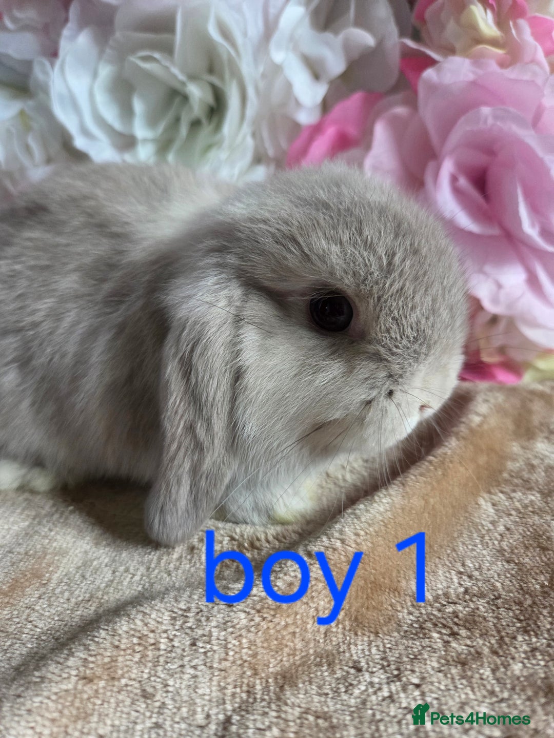 Mini Lop rabbits for sale: 💖💙Friendly & adorable Pure bred mini lop babies  - Image 2