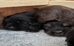 Cocker Spaniel dogs for sale: Kc reg, working bred cocker spaniels - Image 9