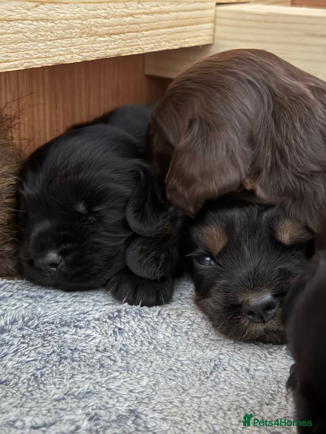 Cocker Spaniel dogs for sale: Kc reg, working bred cocker spaniels - Image 9
