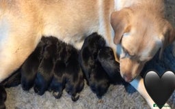 Labrador Retriever dogs for sale: Labrador Puppies  - Image 12