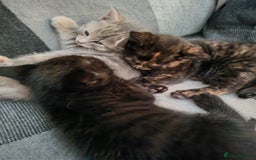 British Shorthair cats for sale: British shorthair kittens - Image 3