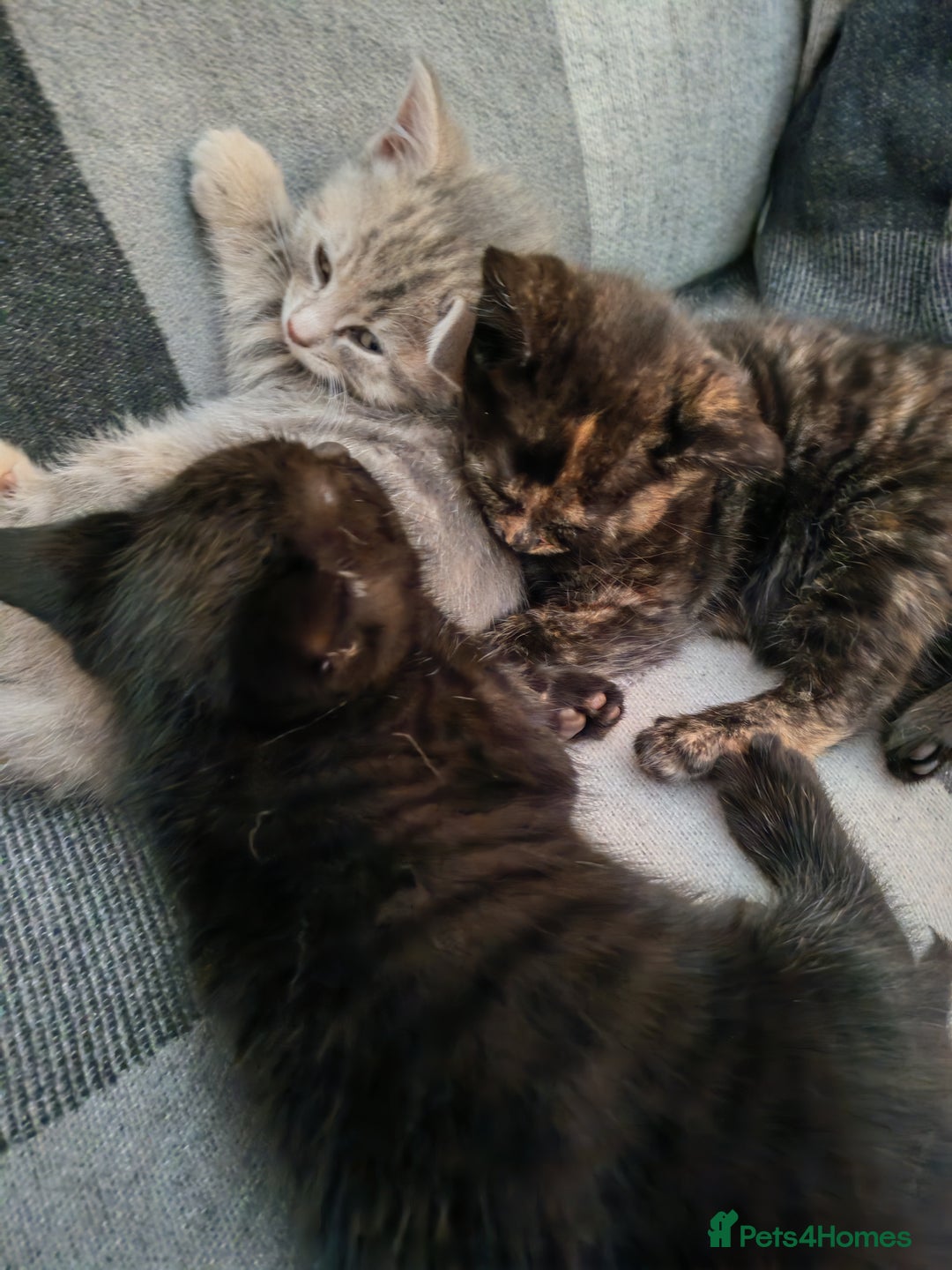 British Shorthair cats for sale: British shorthair kittens - Image 3