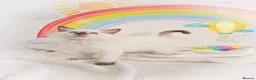 Ragdoll cats for sale: GCCF Registered Ragdoll Kittens - Advert 38