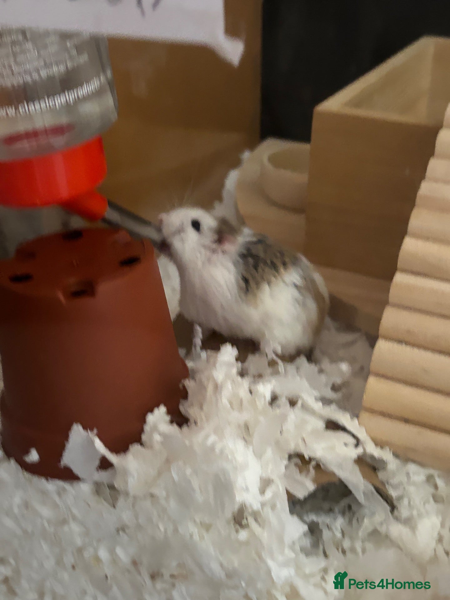 Hamster rodents 2 roborovski bonded hamsters - Advert 1