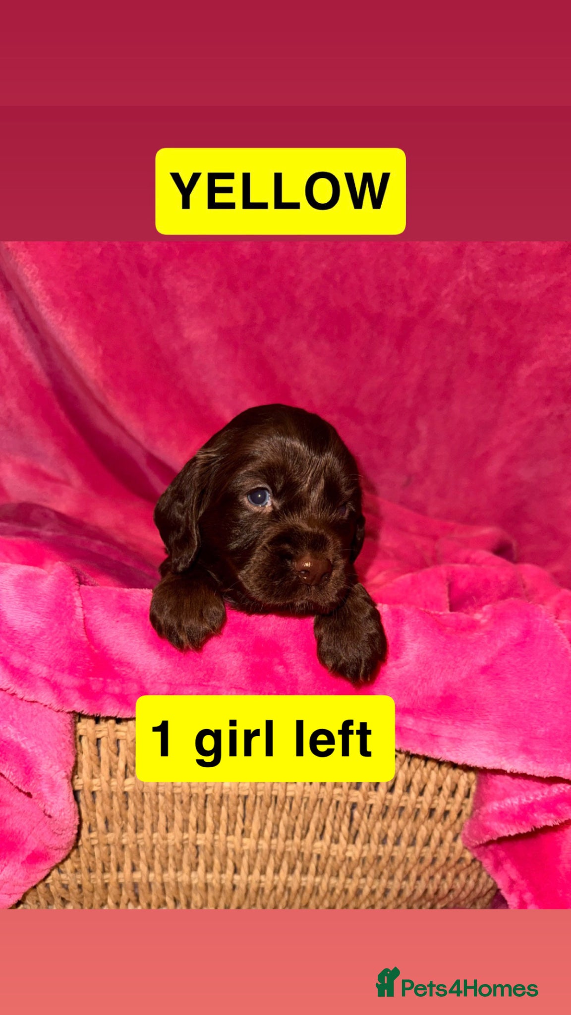 Cocker Spaniel dogs Stunning working cocker spaniel puppy’s  - Advert 3