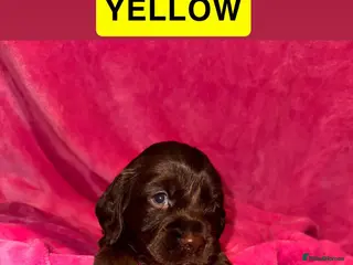 Cocker Spaniel dogs Stunning working cocker spaniel puppy’s - Advert 2