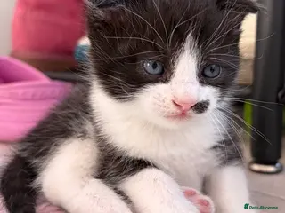 Scottish Fold cats Scottish Fold Kittens 2 left - Advert 1