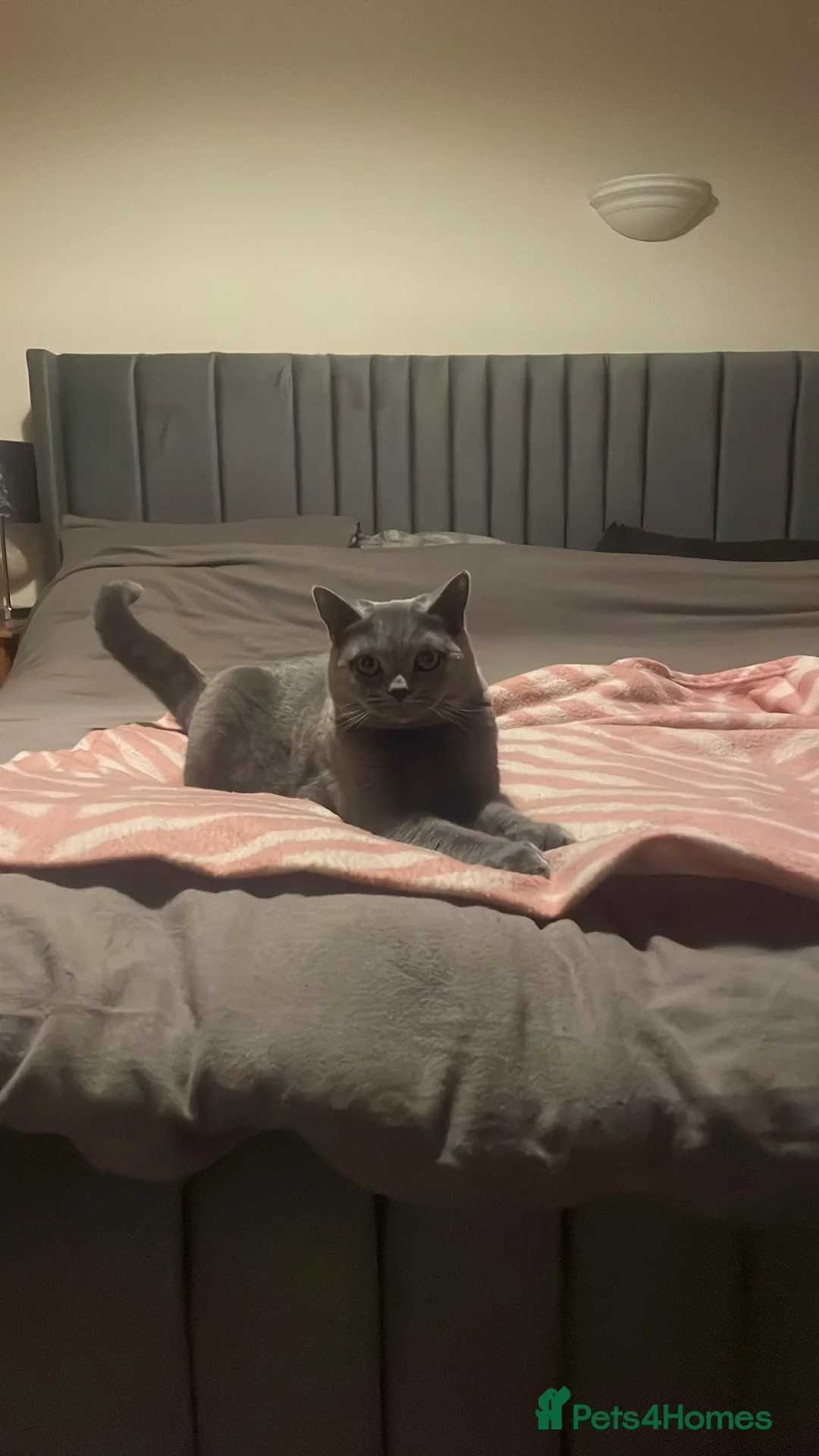 British Shorthair cats for stud: British shorthair female looking for male stud  - Advert 4