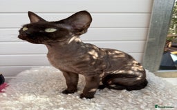 Devon Rex cats for sale: Chocolate Devon Female - Image 17