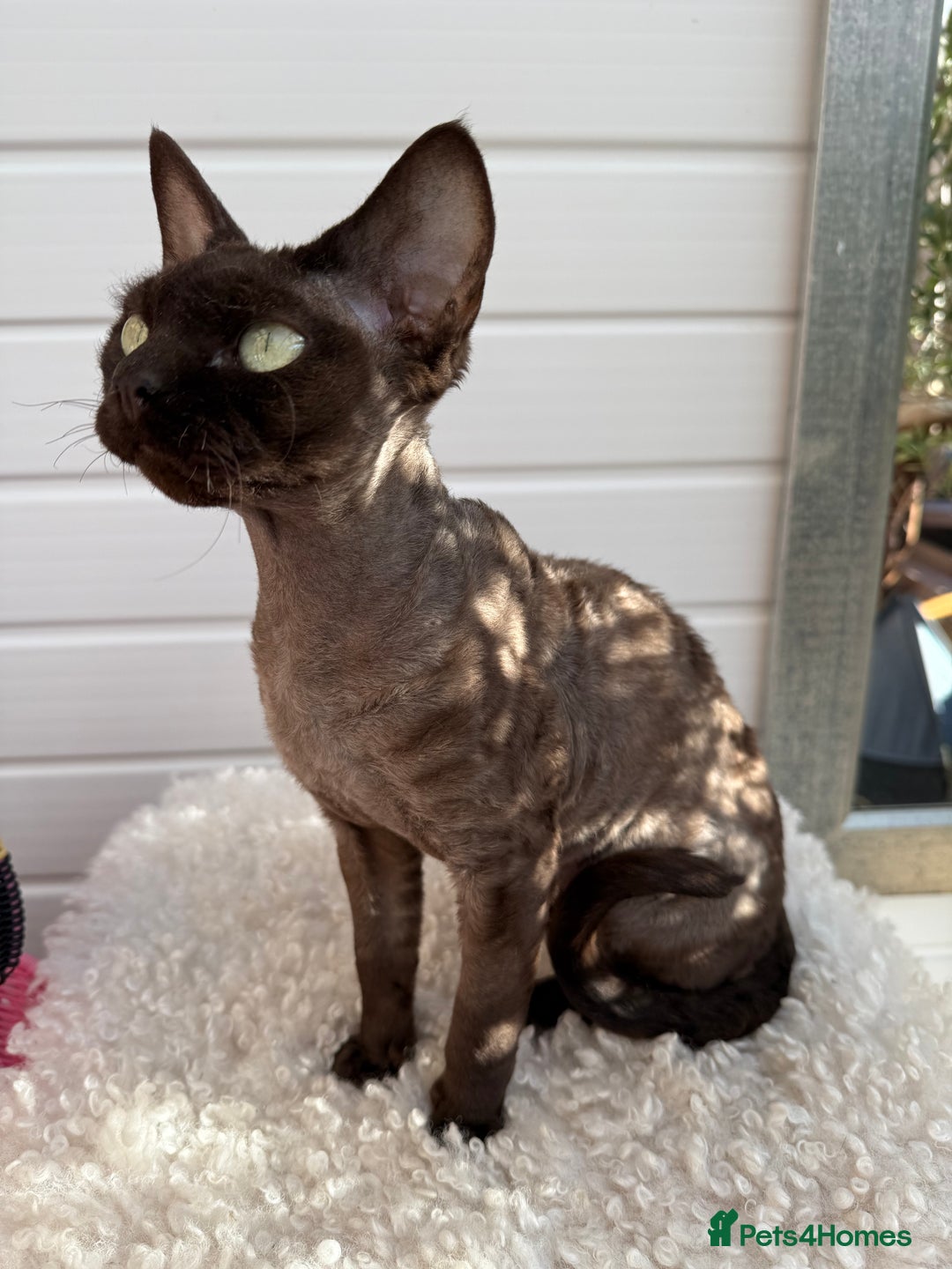Devon Rex cats for sale: Chocolate Devon Female - Image 17
