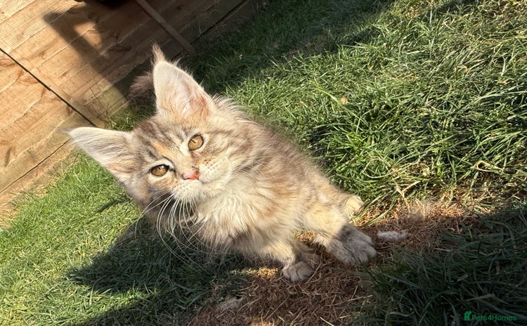 Maine Coon cats - Advert 1