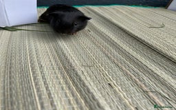 Guinea Pig rodents for sale: Male guinea pig and cage  - Image 4