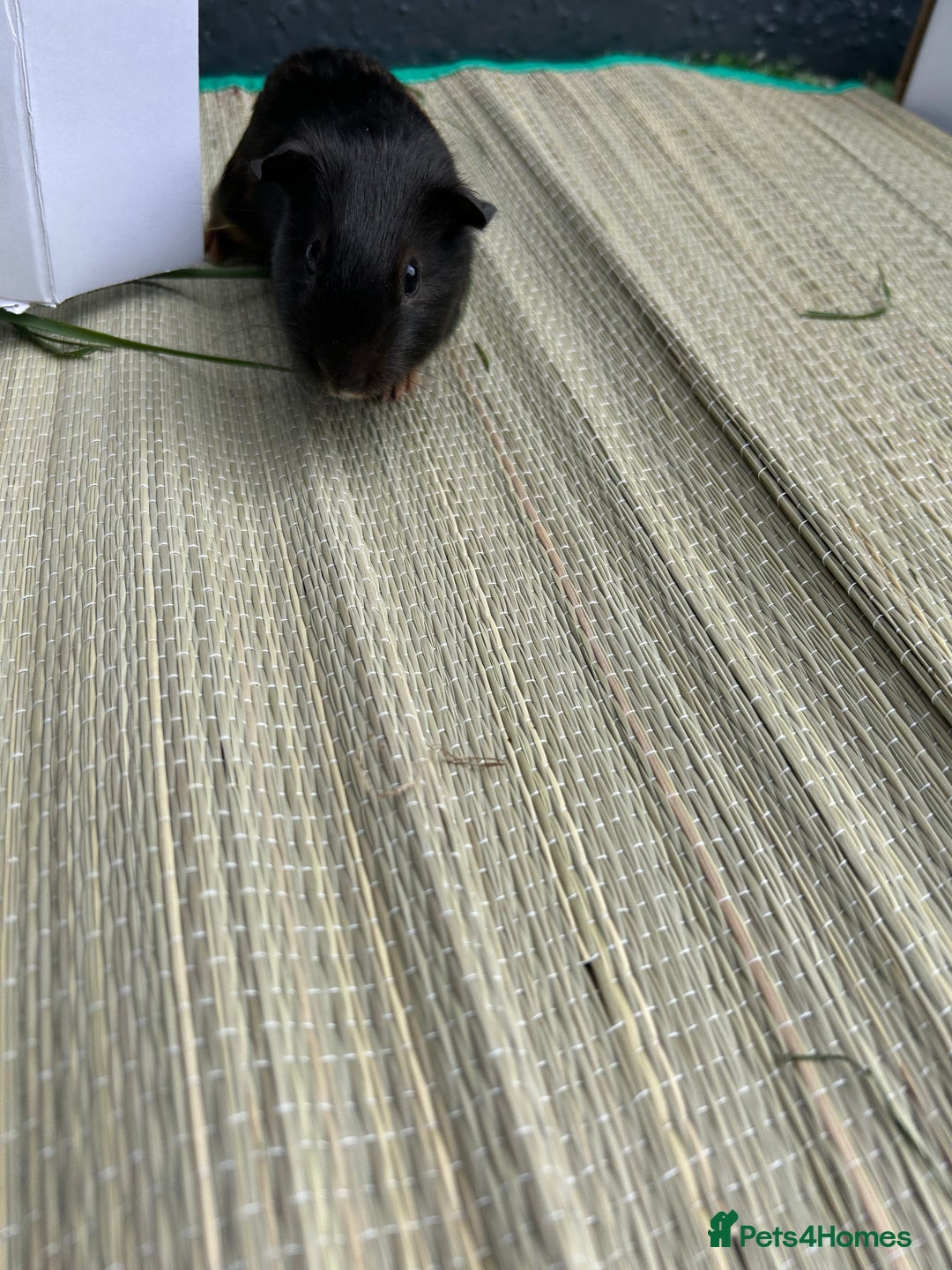 Guinea Pig rodents for sale: Male guinea pig and cage  - Image 4