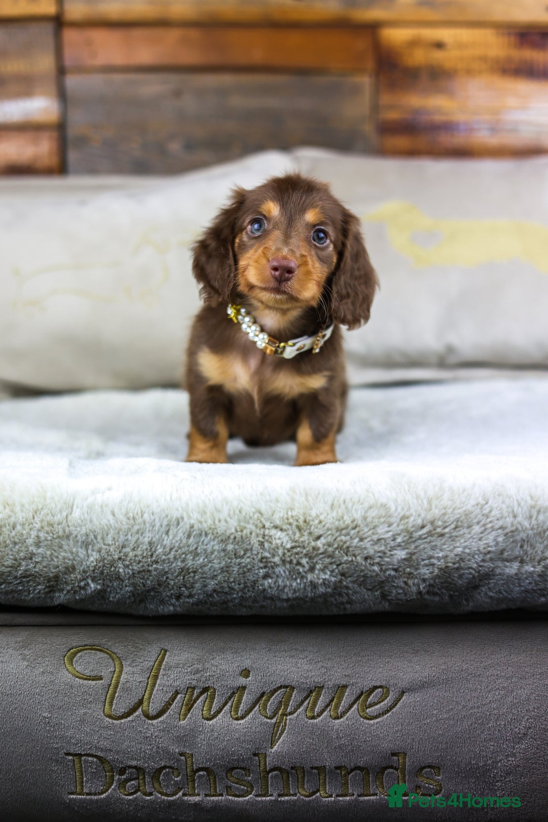Miniature Dachshund dogs for sale: Long haired Russian pedigree miniature dachshunds - Advert 4