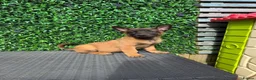 Belgian Shepherd Dog dogs for sale: Lovely well natured girl  - Advert 6