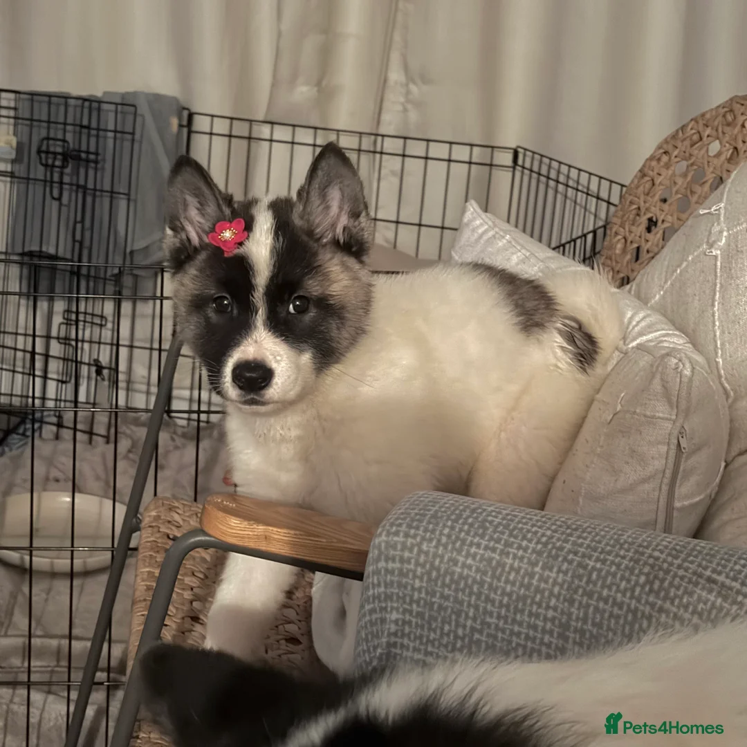 Akita dogs for sale: Quality Family Raised American Akita Puppies - Advert 9