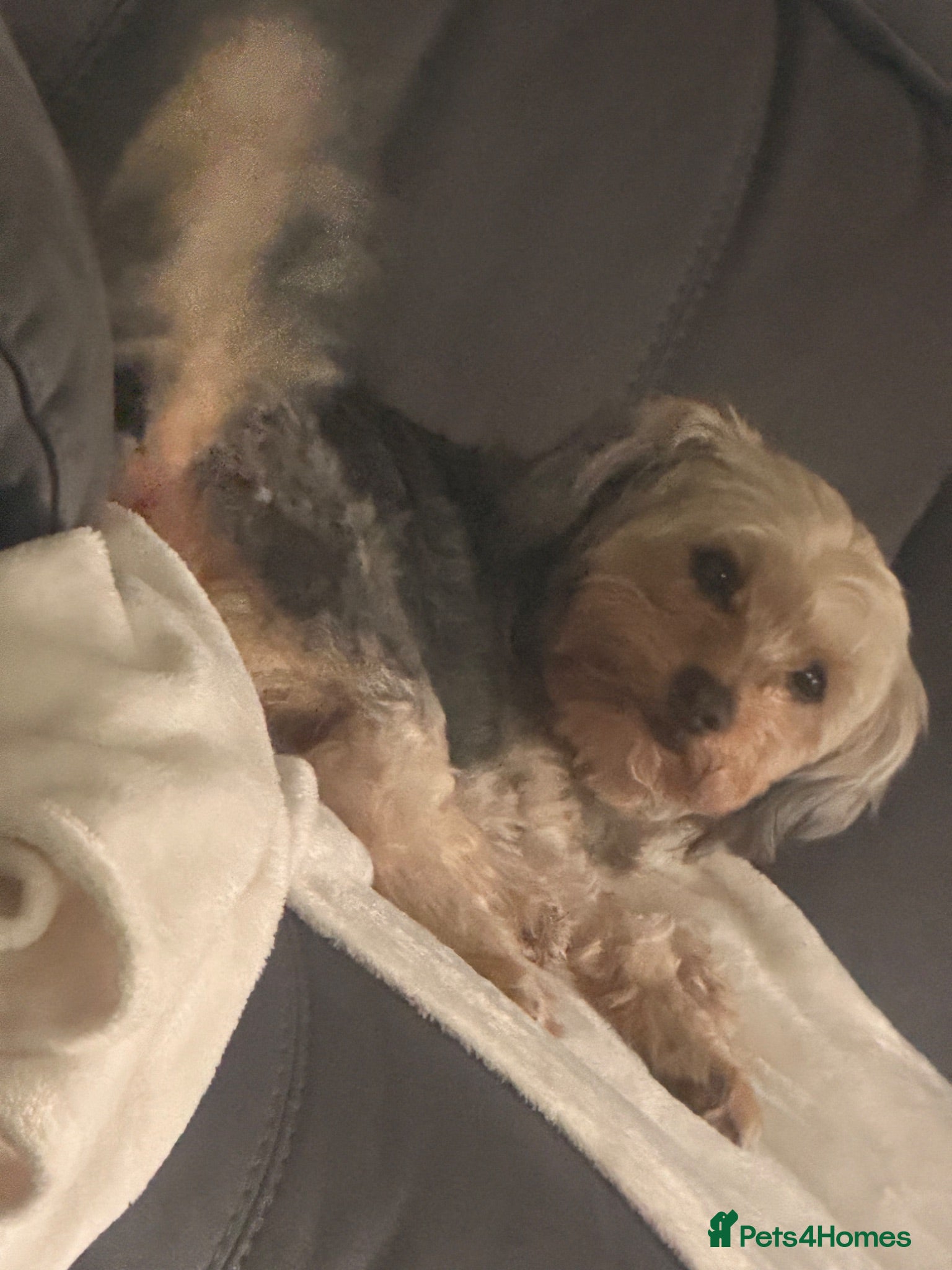 Shorkie dogs Looking for her forever home - Advert 12