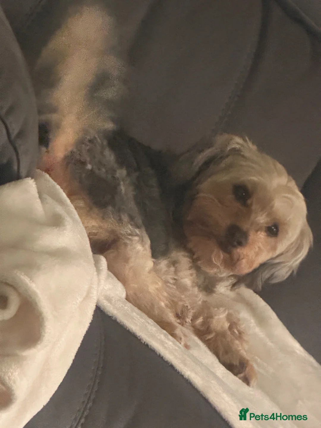 Shorkie dogs for sale: Looking for her forever home - Advert 1