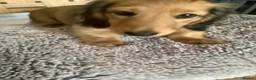 Miniature Dachshund dogs for sale: Kc reg long hair mini dachshunds dna parents  - Advert 19