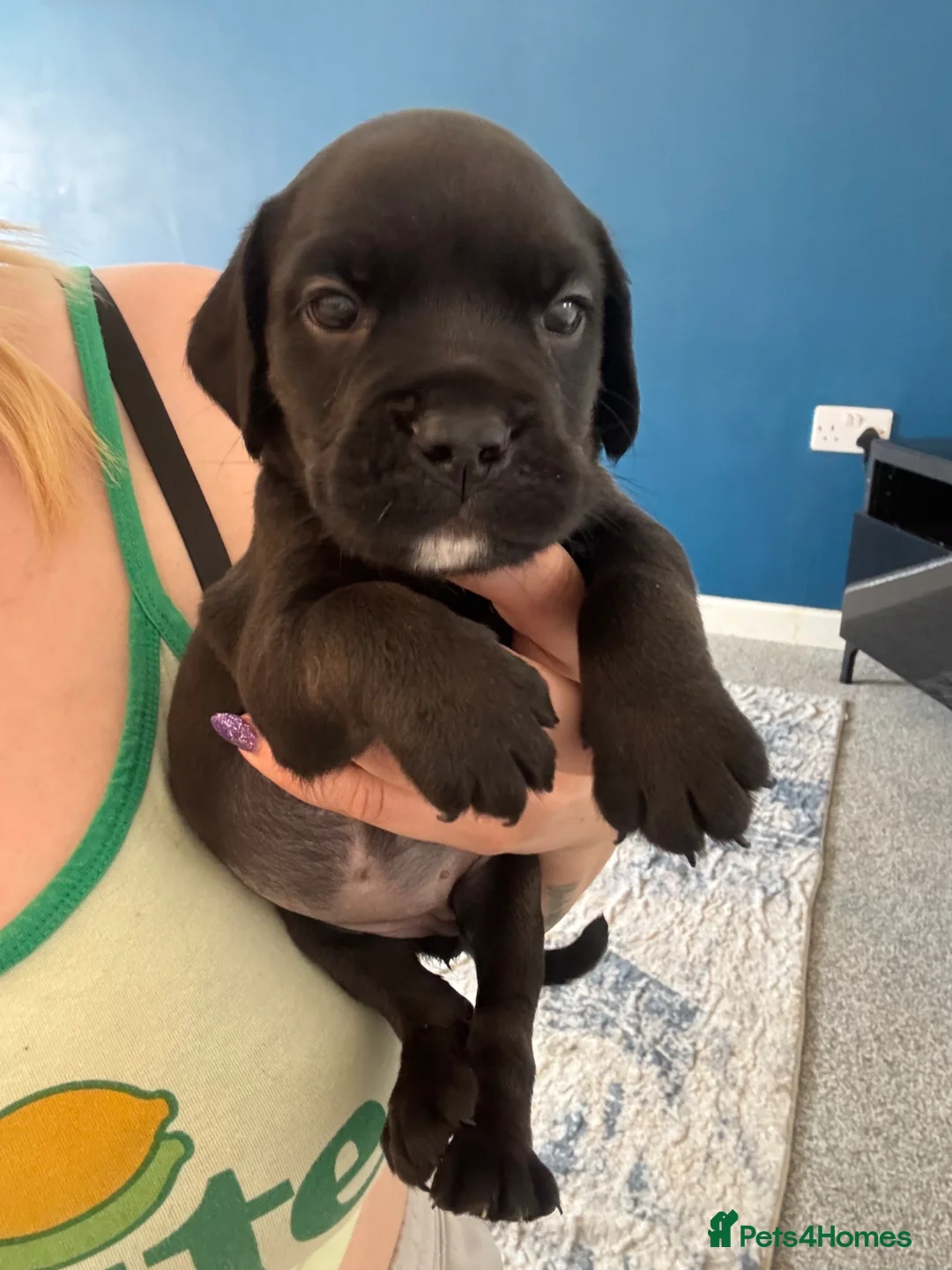 Mixed Breed dogs for sale: Two female Cockerbull puppies available now - Advert 3