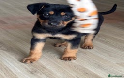 Rottweiler dogs for sale: Rottweiler puppy - Image 3