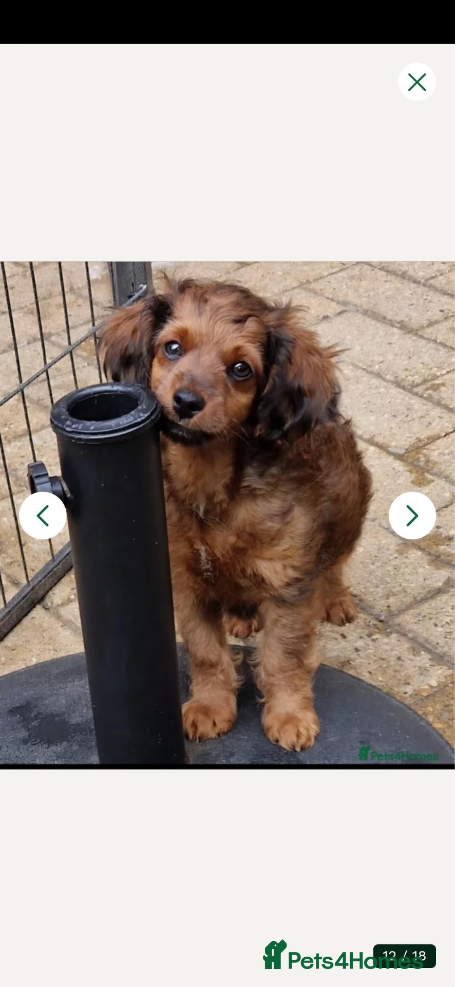 Cavapoochon dogs Fully Vaccinated Male Cavapoochon - Advert 2