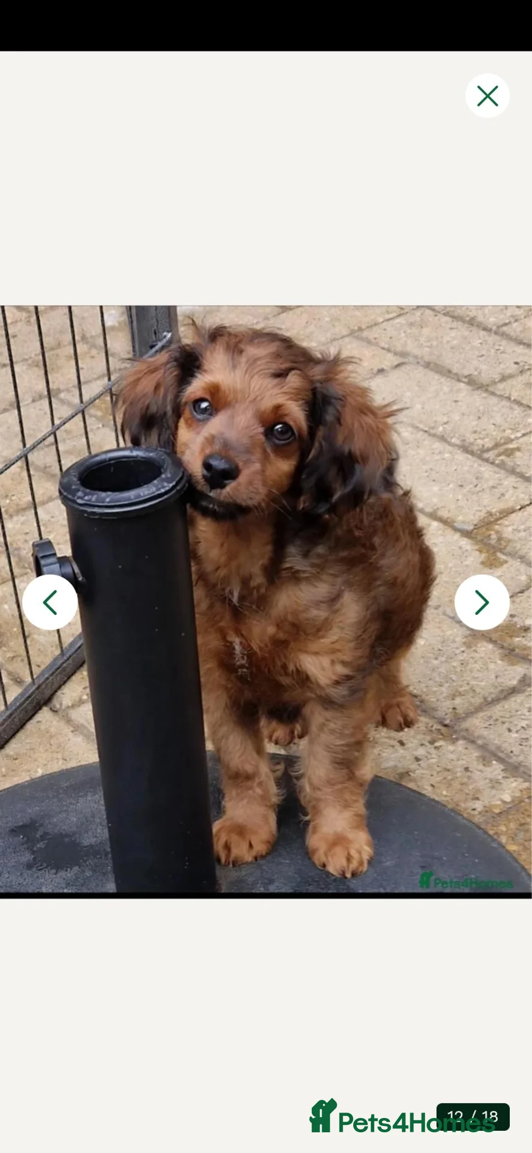 Cavapoochon dogs for sale: Fully Vaccinated Male Cavapoochon - Advert 1