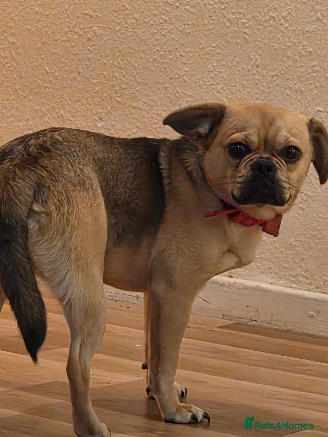 Frug dogs for sale: Lulu  - Image 9