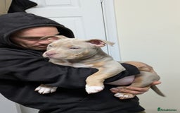 American Bully dogs for sale: GrCh Big Bounty x TIKTOK litter - Image 18