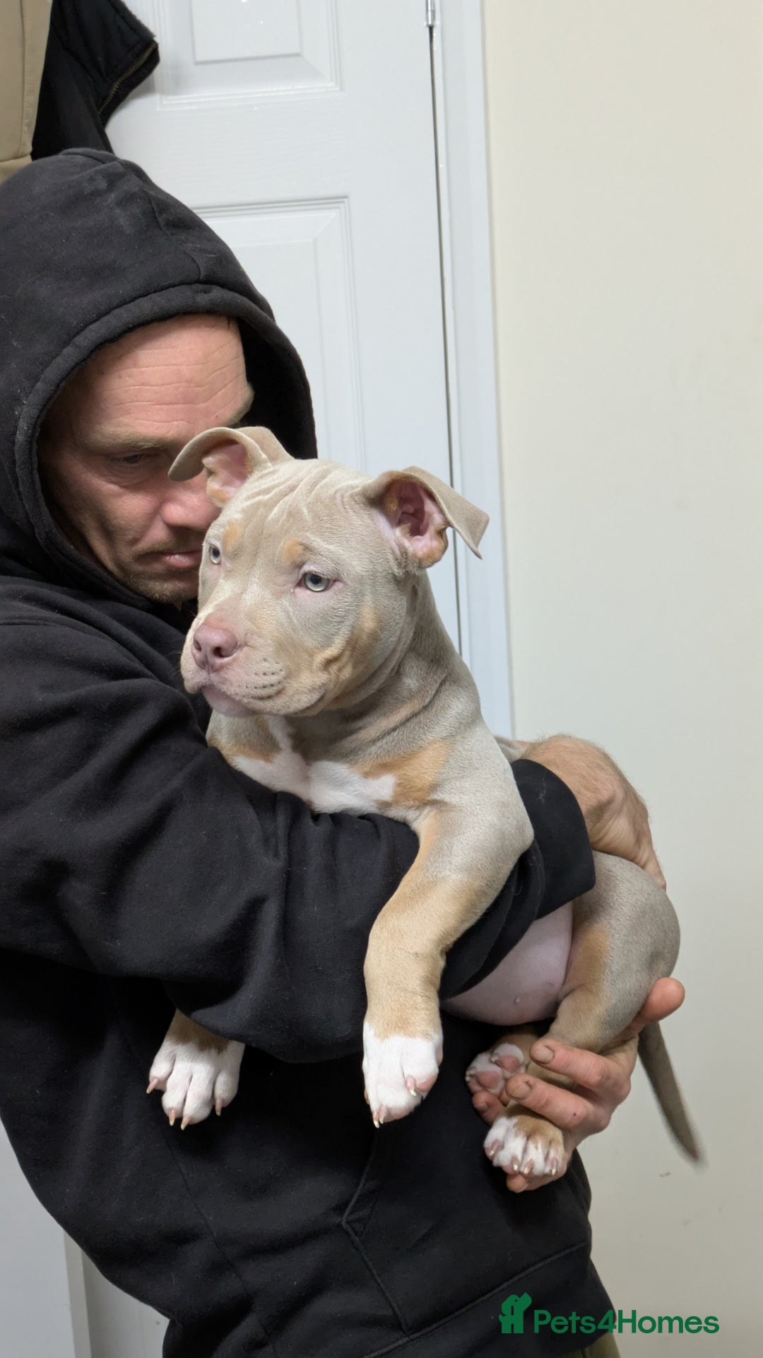 American Bully dogs for sale: GrCh Big Bounty x TIKTOK litter - Image 18