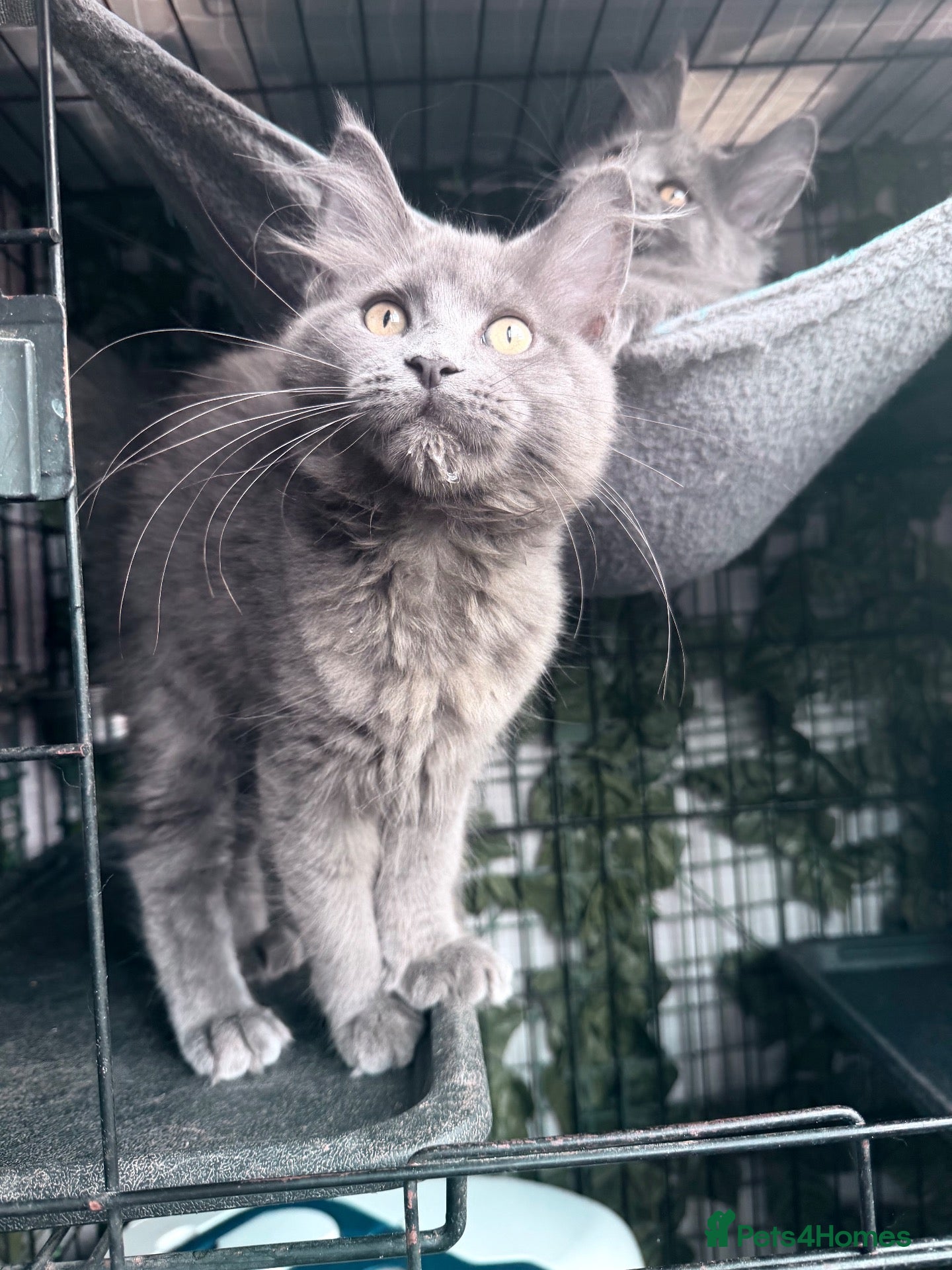 Maine Coon cats 🔥*💙*STUNNING SOLID BLUE MAINE COON KITTENS*💙*🔥 - Advert 1