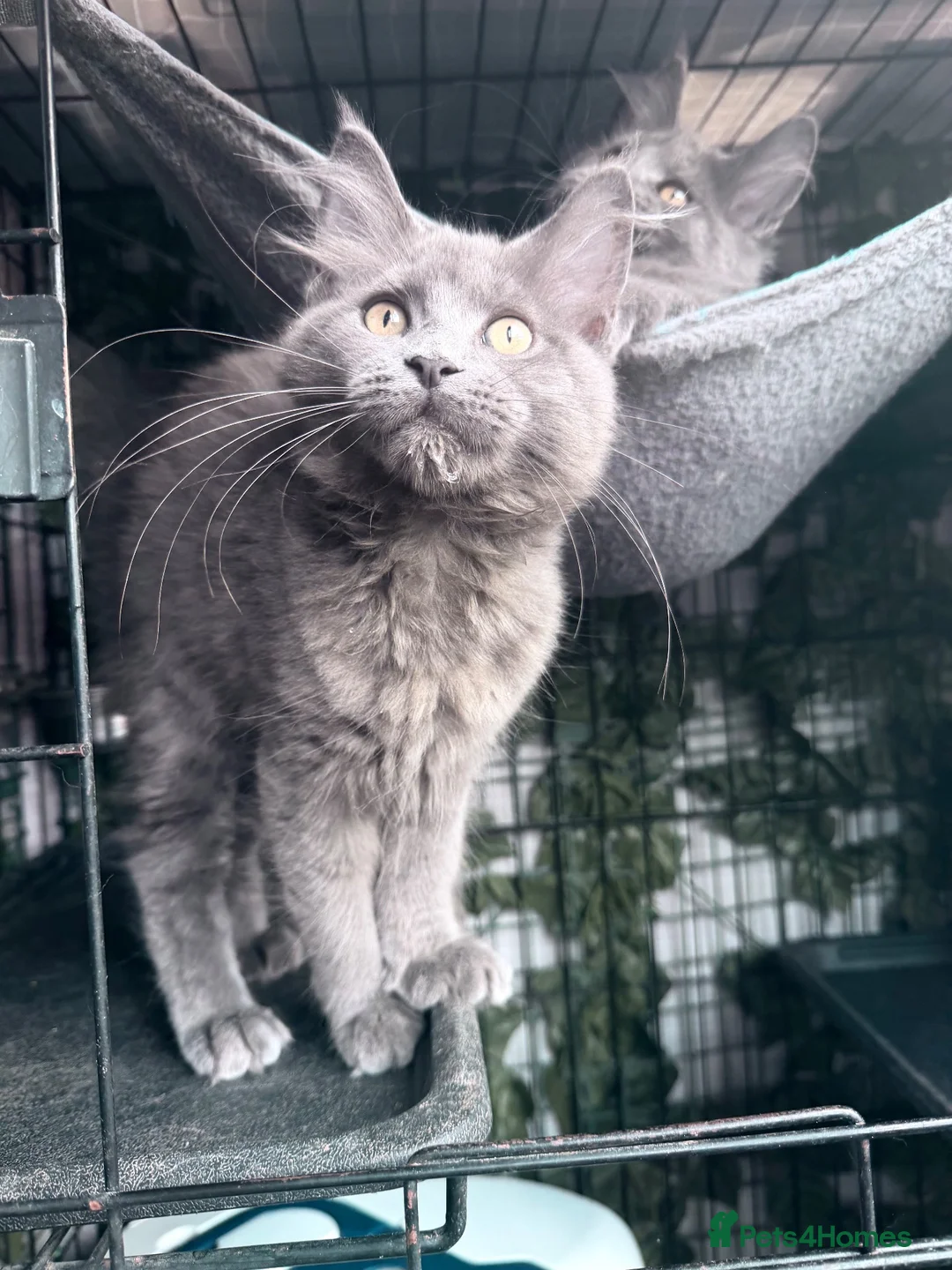 Maine Coon cats for sale: 🔥*💙*STUNNING SOLID BLUE MAINE COON KITTENS*💙*🔥 - Advert 1