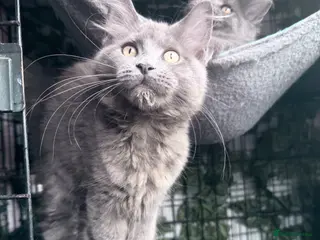 Maine Coon cats 🔥*💙*STUNNING SOLID BLUE MAINE COON KITTENS*💙*🔥 - Advert 1